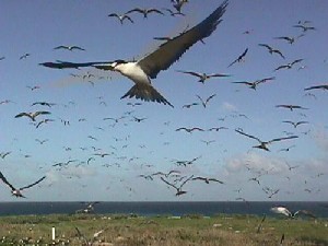 Some the numerous seabirds on the island