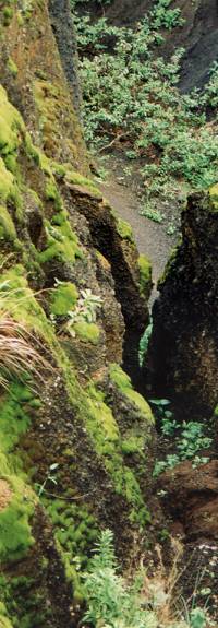 A lush gully near the Devil's Ashpit