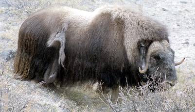 Local wildlife.  A musk ox checking out the radio site.