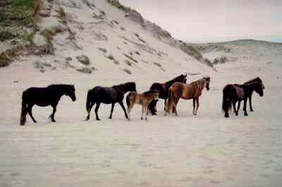 Some of the Sable Ponies 